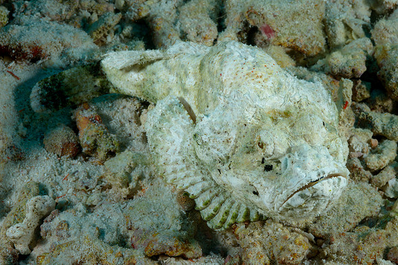 Humpback Scorpionfish