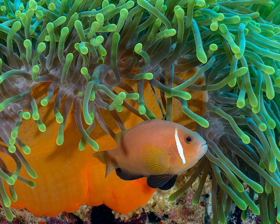 Maldives Anemonefish