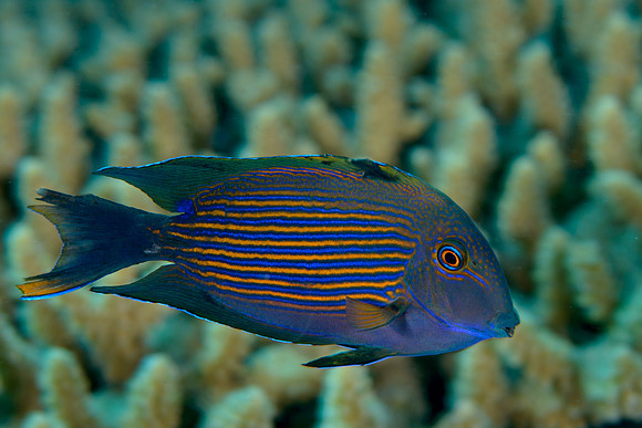 Sixstripe Wrasse