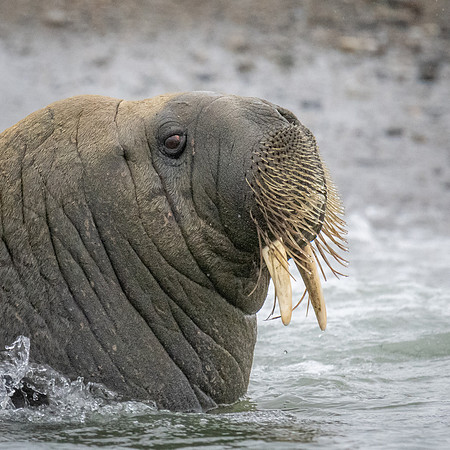 Walrus