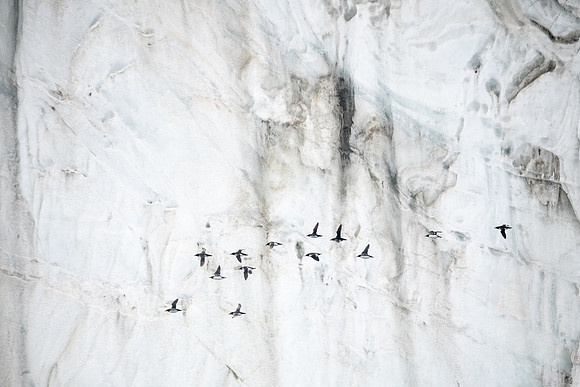 Brunnich's Guillemot in flight at glacier face