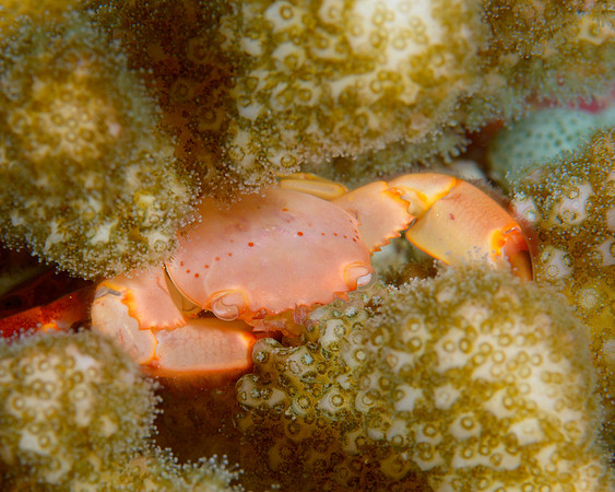 Coral Crab