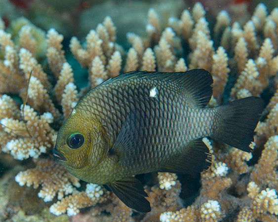 Damselfish