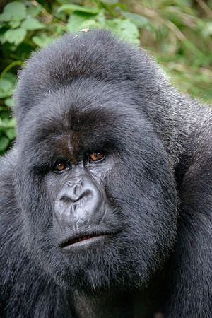 Mountain Gorilla, Rwanda