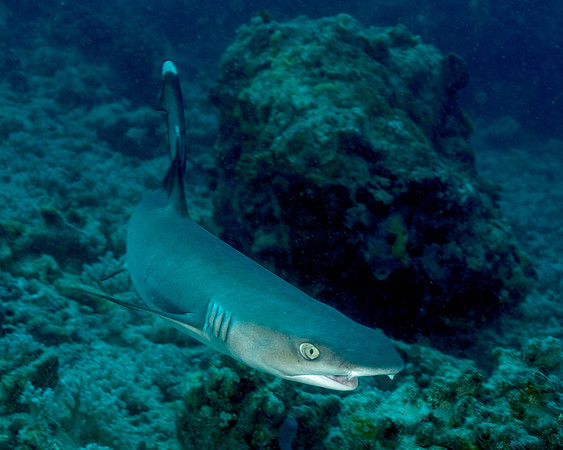 Whitetip Reef Shark