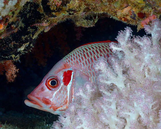 Sabre Squirrelfish