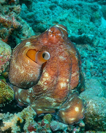 Reef Octopus