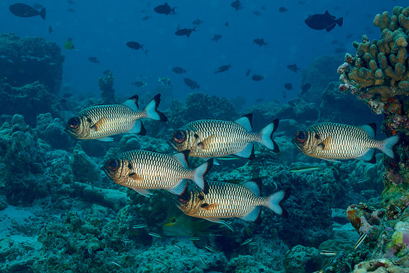 Shadowfin Soldierfish