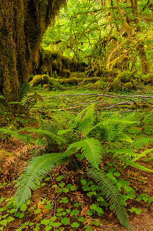 Olympic NP, WA