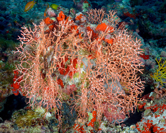 Soft Coral