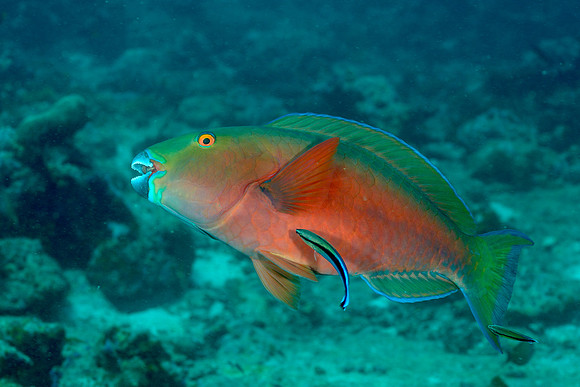 Roundhead Parrotfish