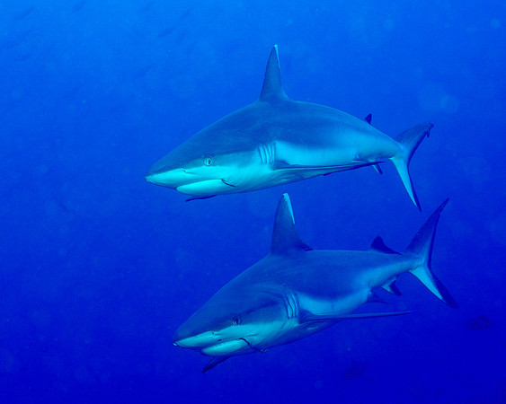Grey Reef Shark