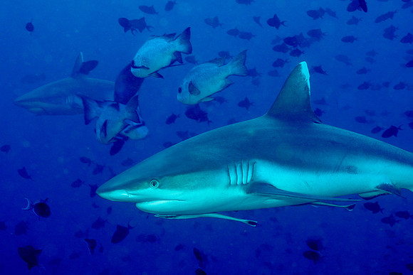 Grey Reef Shark