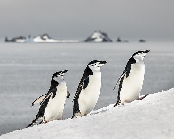 Chinstrap Penguins, Half Moon Island, Antartica