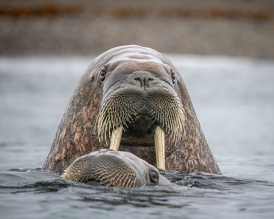 Walrus