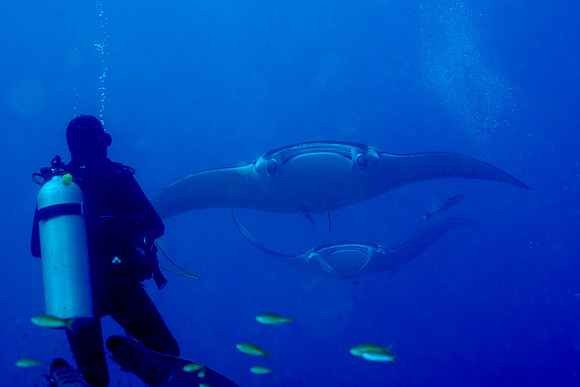 Manta