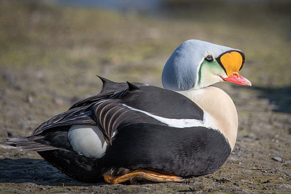 King Eider