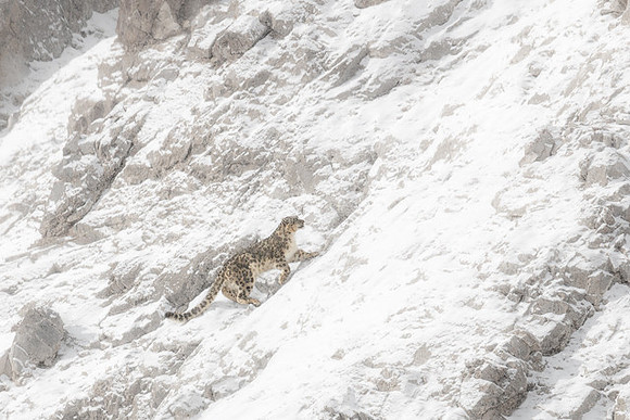 Snow Leopard, Altai Mountains, Mongolia