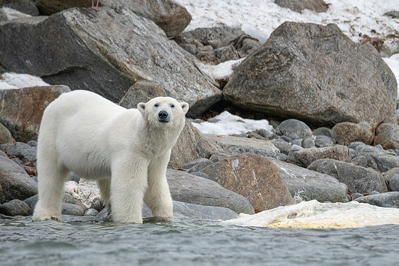 Polar Bear