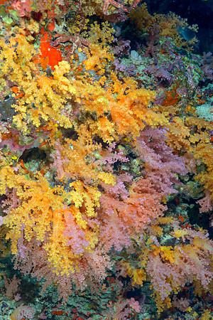 Soft Corals