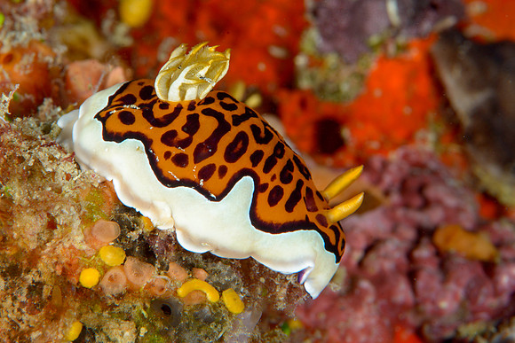 Chromdoris gleniei