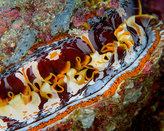 Thorny Oyster