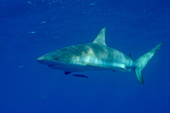 Caribbean Reef Shark in Natural Light