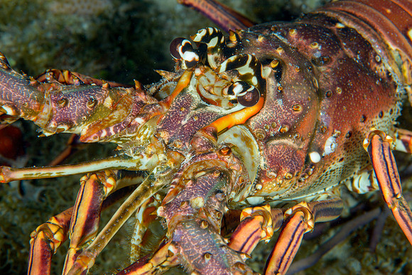 Caribbean Spiny Lobster