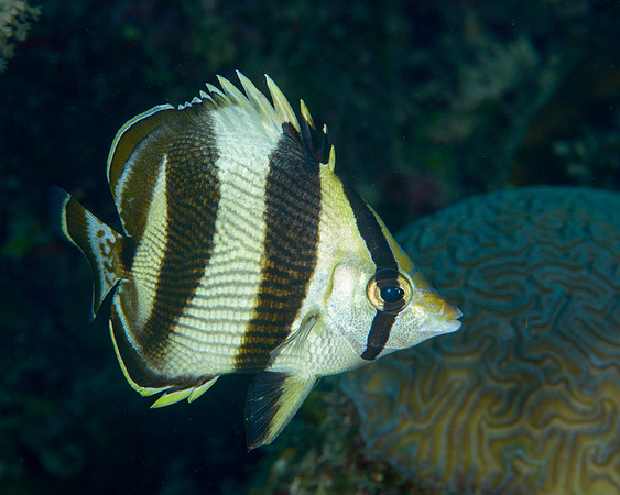Banded Butterflyfish