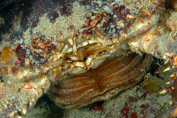 Clinging Crab carrying Eggs