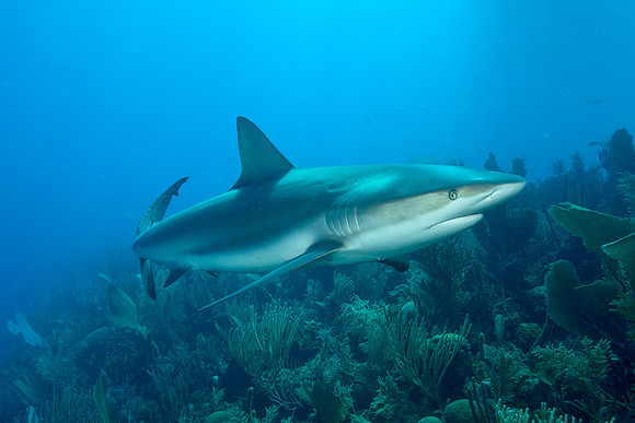 Caribbean Reef Shark