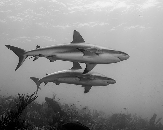 Caribbean Reef Shark