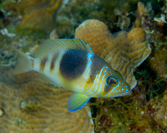 Barred Hamlet