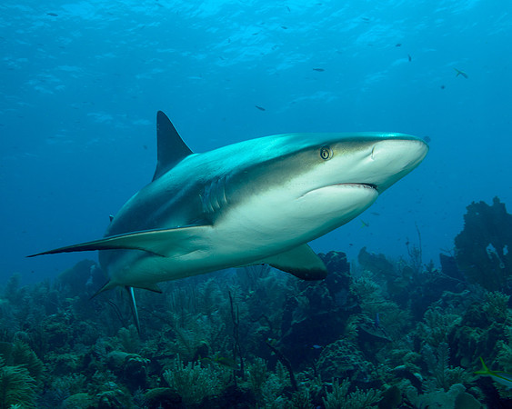 Caribbean Reef Shark