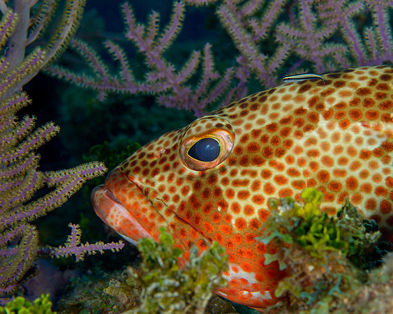 Red Hind