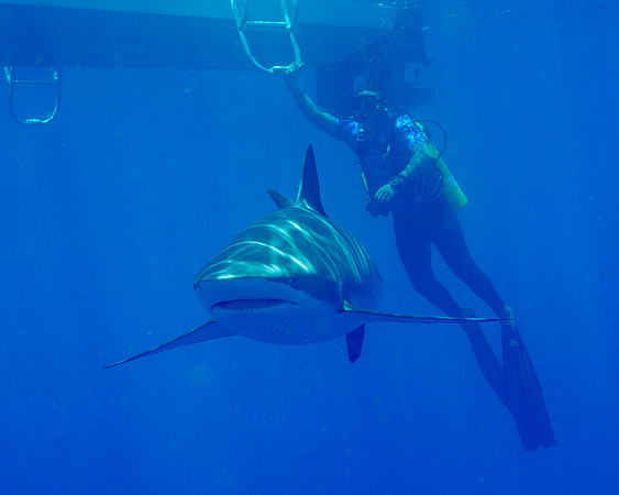 Silky Shark under Dive Boat