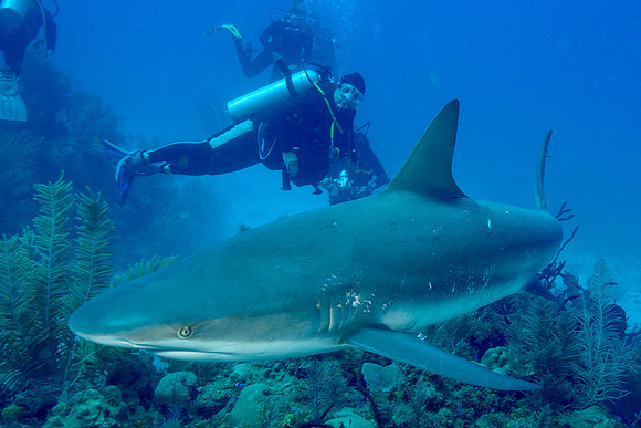 Caribbean Reef Shark and Divers