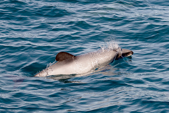 Hector's Dolphin, Akaroa Harbor