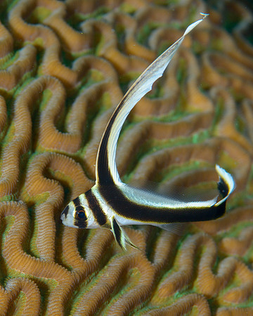 Spotted Drum Juvenile