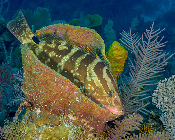 Nassau Grouper