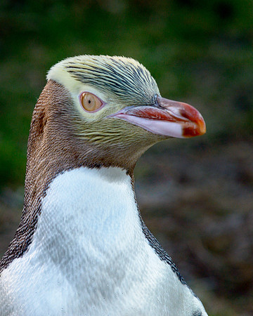Yellow-eyed Penguin