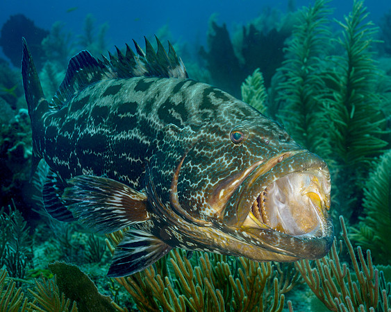 Black Grouper