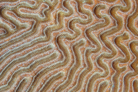 Coral Detail