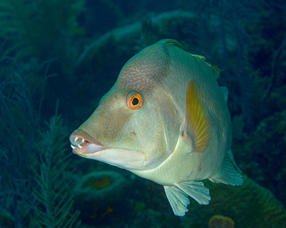 Hogfish