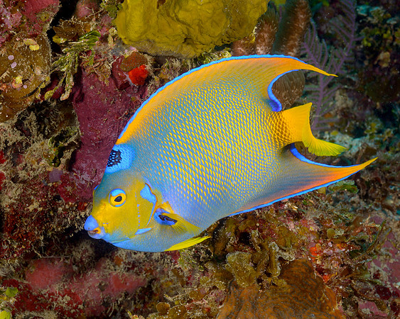 Queen Angelfish