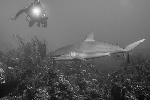 Caribbean Reef Shark and Diver