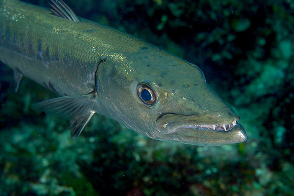 Great Barracuda