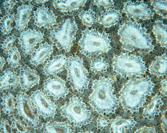 Coral Detail