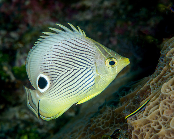 Foureye Butterflyfish