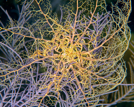 Basket Star on Soft Coral